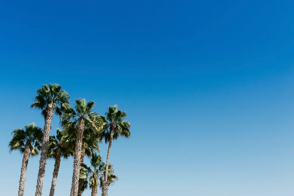 Palmeras contra cielo azul — fotografía de referencia